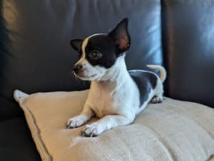 Purebred Chihuahua smooth coat