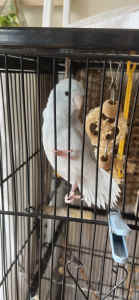 Female American White Parrotlet