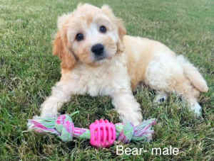 Cavoodle Puppy with excellent potential for a Therapy Dog