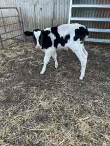 Holstein Bull Calves