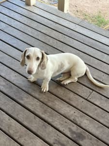 Piebald dachshund boy make an offer to good home only! 