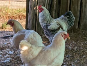 Quality Brahma Chicken fertile Eggs- Postage Avail

able
