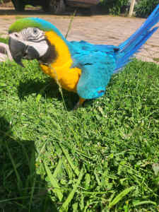 Hand Raised Macaw and Cockatoo for sale