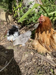 Unsexed Pekin Bantam Chicks