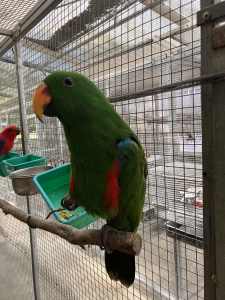 Baby Eclectus Parrots