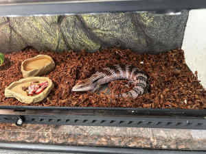Blue tongue lizard , enclosure and heat lamp