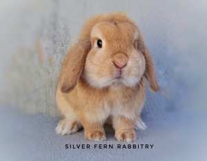 Mini lop baby rabbits for sale 