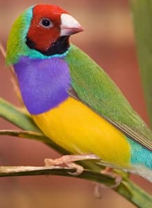 Finches for sale gouldians and red faced finches