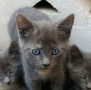 Gorgeous kittens available, 12 weeks old