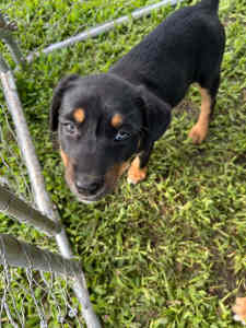 GORGEOUS KELPIE PUPPY MALE - READY FOR HER NEW HOME NOW