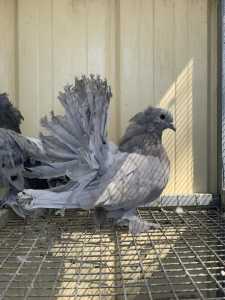 Indian Fantail pigeons (please read the description)