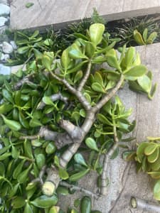 Free jade plant money tree cuttings