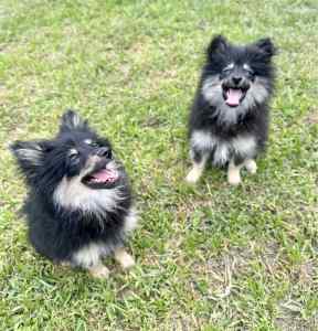 Pomeranian pair for sale