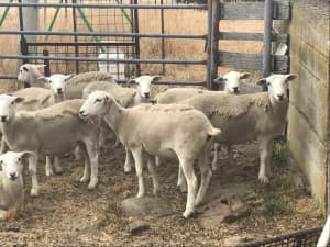Wiltipoll ewe lambs excellent future breeders