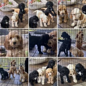 Spoodle Puppies - ready to go to their forever homes