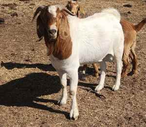 Boer Goat - BUCK