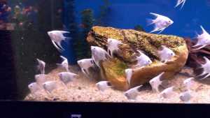 $2 Angel Fish when you buy 5 - Sale ends soon