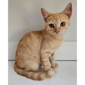 10438 : Dawson - CAT for ADOPTION - Vet Work Included