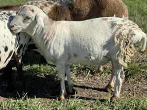 Persian ram lamb for swap or sale
