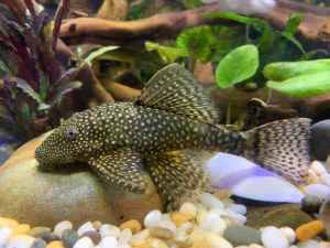 Wanted: Looking for a adult female bristle nose catfish