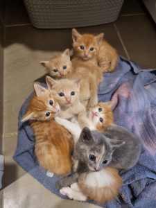 Beautiful Kittens domestic x turkish