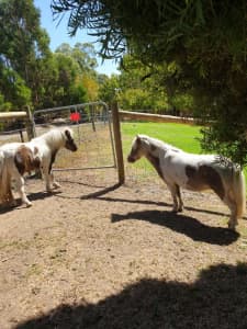PRICE DROP 2 Mini Horses Mum and Daughter price drop as need to go