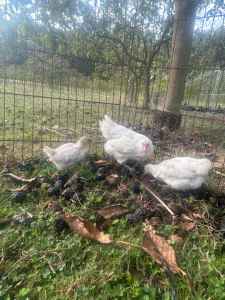 Chickens For Sale!!!!
