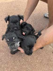 Miniature schnauzer puppies *RPBA registered breeder*
