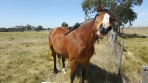 Wanted: Horse Agistment Needed in Wyndham Area