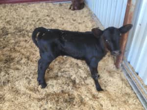 Beef cross dairy calves for sale