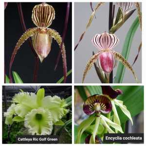 Unusual rare Orchids plants 