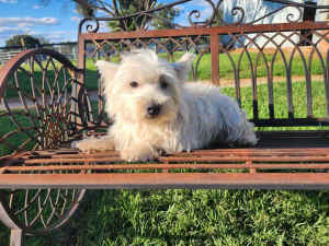 Pure bred DNA tested west highland terrier 2 year old male ready
