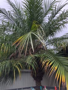 Mature Dwarf Date Palm Tree for Sale