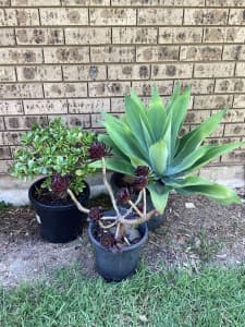 Three Succulent Plants In Pots