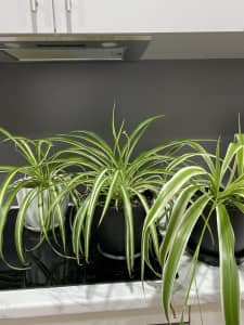 3 spider plants