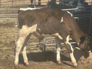 Dairy bull calves
