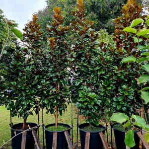 2.8m Advance Teddy Bear Evergreen Grandiflora Magnolia in 90L pot