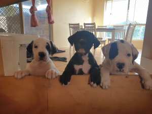 Neo Mastiff X puppies 