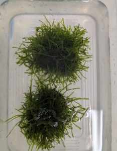 Java moss and for sale and Christmas moss. 
