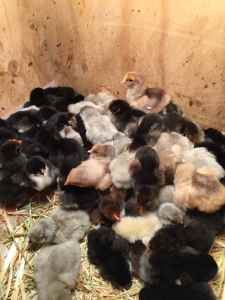 Day old best layer chicks