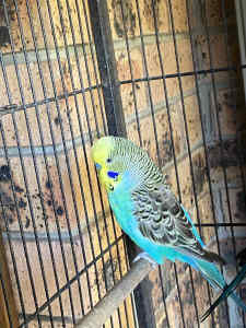 NEED GONE!! Gorgeous show budgies