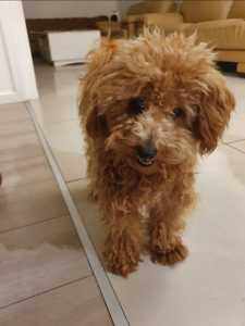 toy poodle female pure bred / dna clear