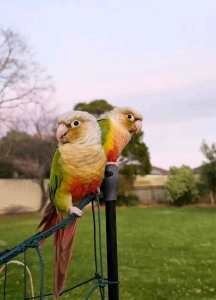 Two tame conures, 3 cages 