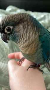 Male Turquoise conure