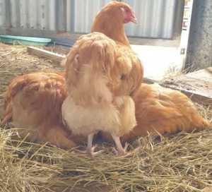 Wanted to buy, pure Buff Orpington hens,pullets or fertile eggs