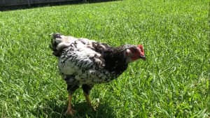 Silver Laced Wyandotte Rooster