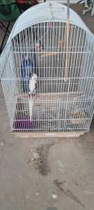 Cockatiel bird and cage