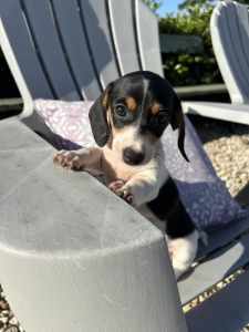 Ready to go now! Purebred Female Piebald Miniature Dachshunds Puppies 