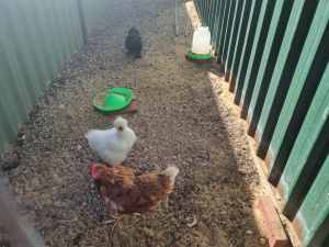 Egg laying chickens