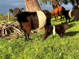 Mini belted Galloway heiffers